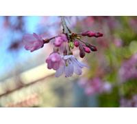 Direct Plants Prunus Pendula Stellata Weeping Cherry Blosom Tree 6Ft Tall Supplied In A 12 Litre Pot