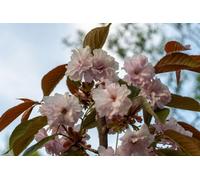 Direct Plants Prunus Pink Parasol Tree 6Ft Tall Supplied In A 12 Litre Pot