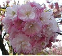 Direct Plants Prunus Pink Perfection Cherry Blossom Tree 6ft Tall Supplied in a 12 Litre Pot by Directplants in Green Direct Plants Green