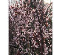 Direct Plants Prunus Pissardi Nigra Purple Leaf Flowering Plum Tree 6Ft Supplied In A 7.5 Litre Pot