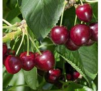 Direct Plants Prunus Regina Cherry Dwarf Patio Fruit Tree 3-4ft Supplied in a 5L Pot Direct Plants Multicolor