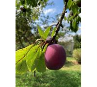 Direct Plants Prunus Salicina Satsuma Plum Fruit Tree 6Ft Tall Supplied In A 12 Litre Pot