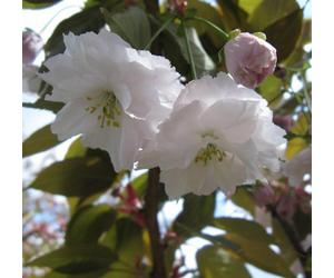 Direct Plants Prunus Shirofugen Flowering Cherry Tree 6Ft Tall Supplied In A 12 Litre Pot
