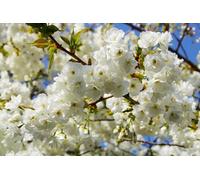 Direct Plants Prunus Shirotae Cherry Blossom Tree 5-6Ft Tall In A 7.5 Litre Pot