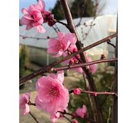 Direct Plants Prunus Spring Glow Purple Leaf Blossom Tree 6Ft In A 7.5 Litre Pot