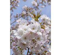 Direct Plants Prunus Sunset Boulevard Flowering Tree 6ft Tall Supplied in a 12 Litre Pot by Directplants in Green Direct Plants Green