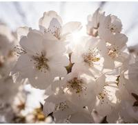 Direct Plants Prunus Tai Haku Cherry Blossom Tree 5-6Ft Tall In A 7.5 Litre Pot