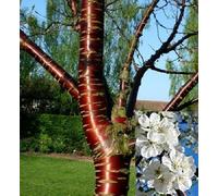 Direct Plants Prunus Tibetica Birch Bark Cherry Tree 6ft Tall Supplied in a 12 Litre Pot by Directplants in Green Direct Plants Green