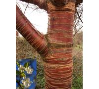 Direct Plants Prunus Tibetica Birch Bark Cherry Tree, 6Ft Tall, Supplied In A 7.5 Litre Pot