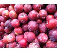 Direct Plants Prunus Victoria Plum Fruit Tree 2-3Yr 6ft Supplied in a 7 Litre Pot in Green Direct Plants Green