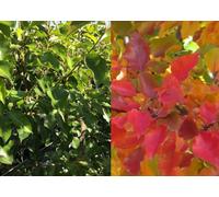 Direct Plants Pyrus Calleryana Chanticleer Tree 6Ft Tall Supplied In A 12 Litre Pot By Directplants