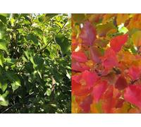 Direct Plants Pyrus Chanticleer Ornamental Pear Tree 5-6ft Supplied in a 7.5L Pot Direct Plants Multicolor