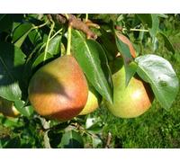 Direct Plants Pyrus Clapps Favourite Pear Dwarf Patio Fruit Tree 3-4Ft Supplied In A 5 Litre Pot