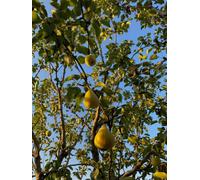 Direct Plants Pyrus Du Comice Pear Fruit Tree 5-6Ft Tall Supplied In A 7.5 Litre Pot