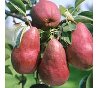 Direct Plants Pyrus Red Williams Mini Patio Fruit Tree 3-4Ft Supplied In A 5 Litre Pot