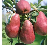 Direct Plants Pyrus Red Williams Mini Patio Fruit Tree 3-4ft Supplied in a 5 Litre Pot in Green Direct Plants Green