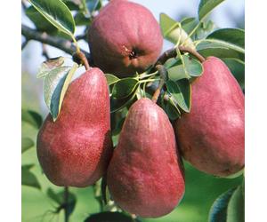 Direct Plants Pyrus Red Williams Mini Patio Fruit Tree 3-4ft Supplied in a 5 Litre Pot in Green Direct Plants Green
