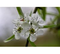 Direct Plants Pyrus salicifolia pendula 6ft Tall Supplied in a 12 Litre Pot Direct Plants Multicolor
