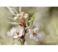Direct Plants Pyrus Silver Sails Tree 6ft Tall Supplied in a 12 Litre Pot Direct Plants Multicolor