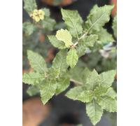 Direct Plants Quercus Ilex Evergeen Oak Tree Large 30-40cm Supplied in a 3 Litre Pot in Green Direct Plants Green