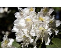 Direct Plants Rhododendron Cunningham White Evergreen Shrub Plant Extra Large In A 10 Litre Pot