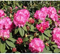 Direct Plants Rhododendron Germania Pink Evergreen Shrub Plant Extra Large In A 10 Litre Pot