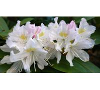 Direct Plants Rhododendron Madame Masson Evergreen Shrub Plant Extra Large In A 10 Litre Pot