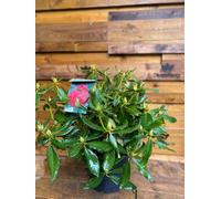 Direct Plants Rhododendron Nova Zembla Red Evergreen Shrub Plant Extra Large In A 10 Litre Pot