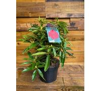 Direct Plants Rhododendron Wilgens Ruby Evergreen Shrub Plant Extra Large In A 10 Litre Pot