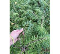 Direct Plants Rhus Typhina Dissecta Cut Leaf Stag Horn Sumach 5Ft Large