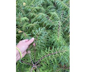 Direct Plants Rhus Typhina Dissecta Cut Leaf Stag Horn Sumach 5Ft Large