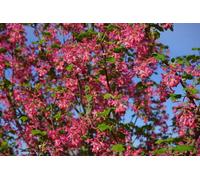 Direct Plants Ribes King Edward Vii Garden Shrub Plant 2-3Ft Large Supplied In A 5 Litre Pot