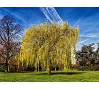 Direct Plants Salix Chrysocoma Weeping Willow Tree 3-4Ft Supplied In A 3 Litre Pot
