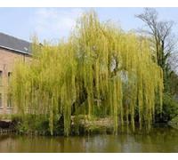 Direct Plants Salix Chrysocoma Weeping Willow Tree 4-5Ft Supplied In A 3 Litre Pot