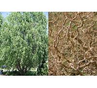 Direct Plants Salix Erythroflexuosa Twisted Willow Tree 6ft Tall Supplied in a 12 Litre Pot by Directplants in Green Direct Plants Green