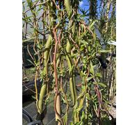 Direct Plants Salix Golden Curls Twisted Willow Tree 5-6ft Tall in 7.5L Pot Direct Plants Multicolor