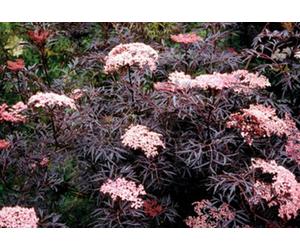 Direct Plants Sambucus Nigra Black Lace Shrub 3-4Ft Large Acer Like Foliage Plant