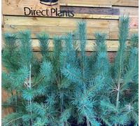 Direct Plants Scots Pine Tree Pinus Sylvestris 2-3Ft In A 3 Litre Pot