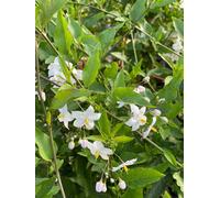 Direct Plants Solanum Jasminoides Alba Climbing Plant 3-4ft Supplied in a 3 Litre Pot in Green Direct Plants Green