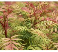 Direct Plants Sorbaria Sorbifolia Sem Golden Garden Shrubs Pack of 3 Direct Plants Multicolor