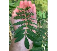 Direct Plants Sorbus Acuparia Asplenifolia Tree 6ft Tall Supplied in a 12 Litre Pot by Directplants in Green Direct Plants Green