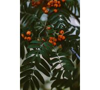 Direct Plants Sorbus Apricot Queen Mountain Ash Tree 5-6Ft In A 7.5 Litre Pot