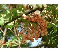 Direct Plants Sorbus Apricot Queen Tree 6Ft Tall Supplied In A 12 Litre Pot By Directplants