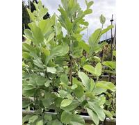 Direct Plants Sorbus Aria Lutescens Whitebeam Rowan Tree 5-6Ft Tall In A 7.5 Litre Pot