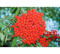 Direct Plants Sorbus Asplenifolia Cut Leaf Rowan Mountain Ash Tree 5-6Ft Supplied In A 7.5 Litre Pot