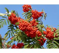Direct Plants Sorbus Cardinal Royal Mountain Ash Tree 6ft Tall Supplied in a 12 Litre Pot by Directplants in Green Direct Plants Green