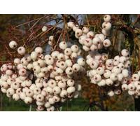 Direct Plants Sorbus Cashmeriana Mountain Ash Tree 6ft Tall Supplied in a 12 Litre Pot by Directplants in Green Direct Plants Green