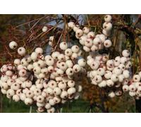 Direct Plants Sorbus Cashmeriana Mountain Ash Tree 6Ft Tall Supplied In A 12 Litre Pot By Directplants