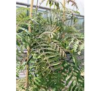 Direct Plants Sorbus Chinese Lace Mountain Ash Tree 5-6Ft In A 7.5 Litre Pot