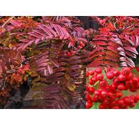 Direct Plants Sorbus Commixta Embley Mountain Ash Tree 6ft Tall Supplied in a 12 Litre Pot by Directplants in Green Direct Plants Green